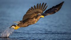 Sea Eagle