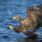 Sea Eagle