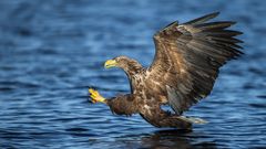 Sea Eagle