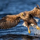 Sea Eagle