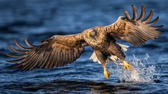 Sea Eagle