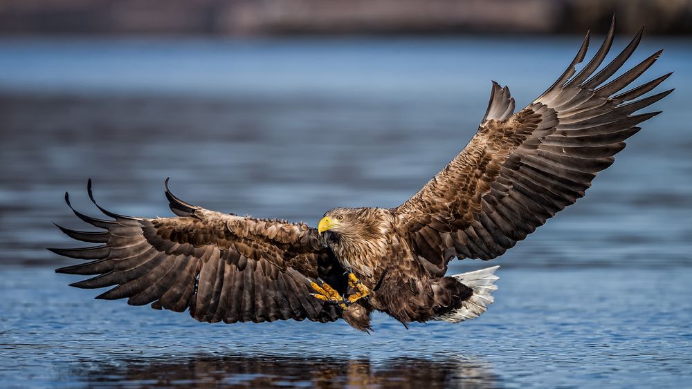 Sea Eagle