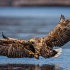 Sea Eagle