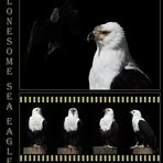 SEA EAGLE