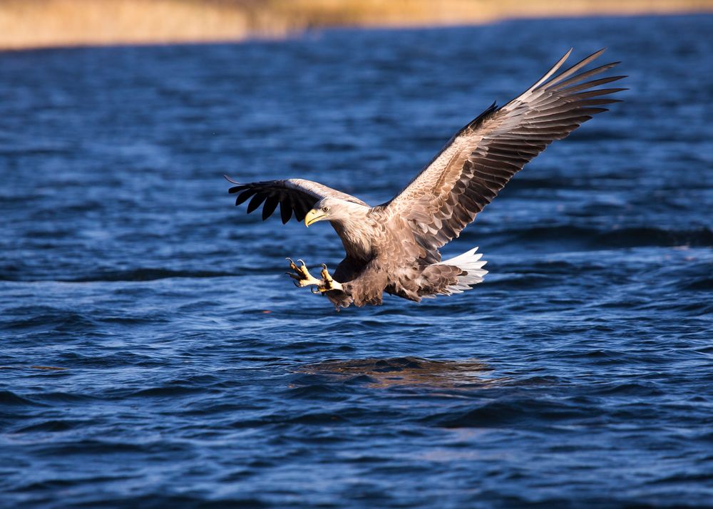 sea eagle