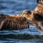 Sea Eagle