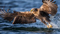 Sea Eagle