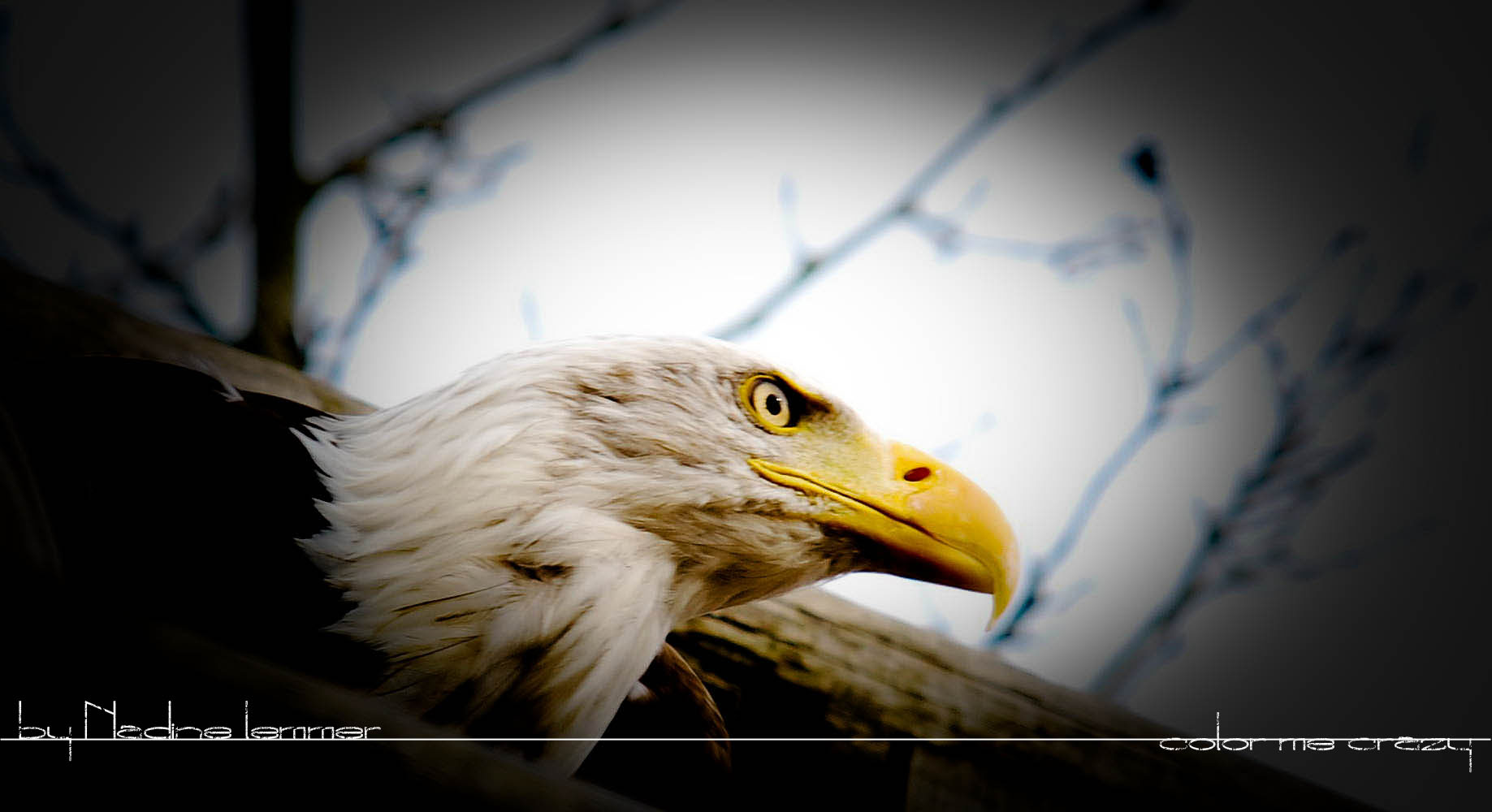 Sea Eagle