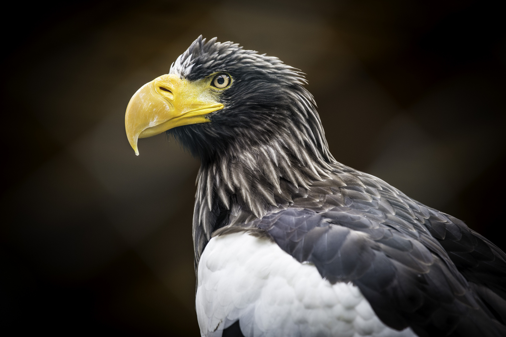 sea eagle