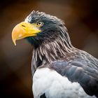 sea eagle