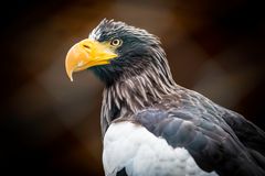 sea eagle