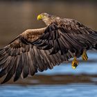 Sea Eagle