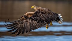 Sea Eagle