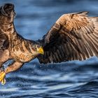 Sea Eagle