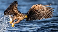 Sea Eagle