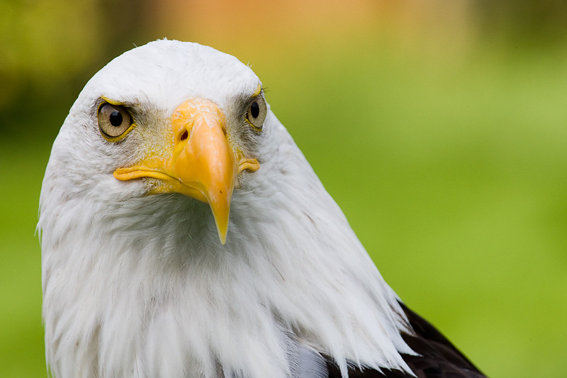 Sea Eagle (American Bald Eagle)