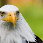 Sea Eagle (American Bald Eagle)