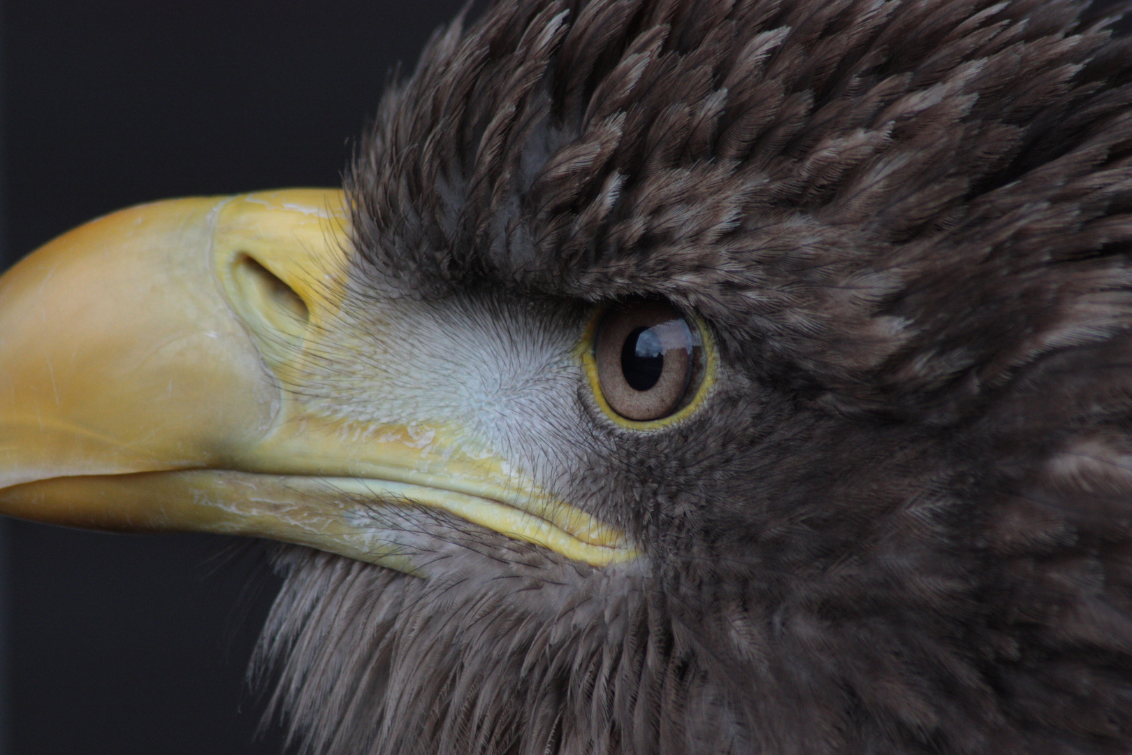 Sea Eagle