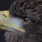 Sea Eagle