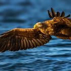 Sea Eagle