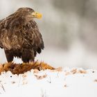 Sea Eagle