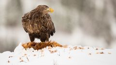 Sea Eagle