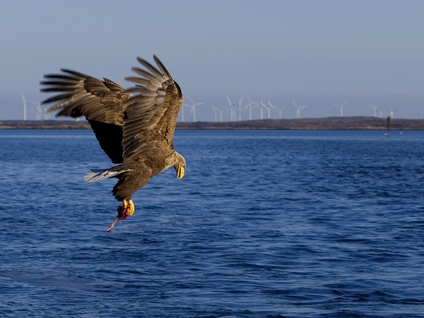 Sea-eagle in Norway