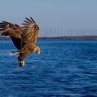 Sea-eagle in Norway