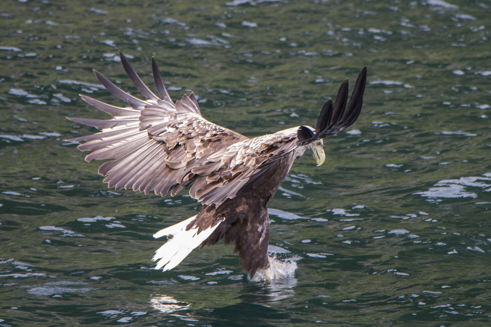 Sea Eagle of Skye (2)