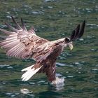 Sea Eagle of Skye (2)