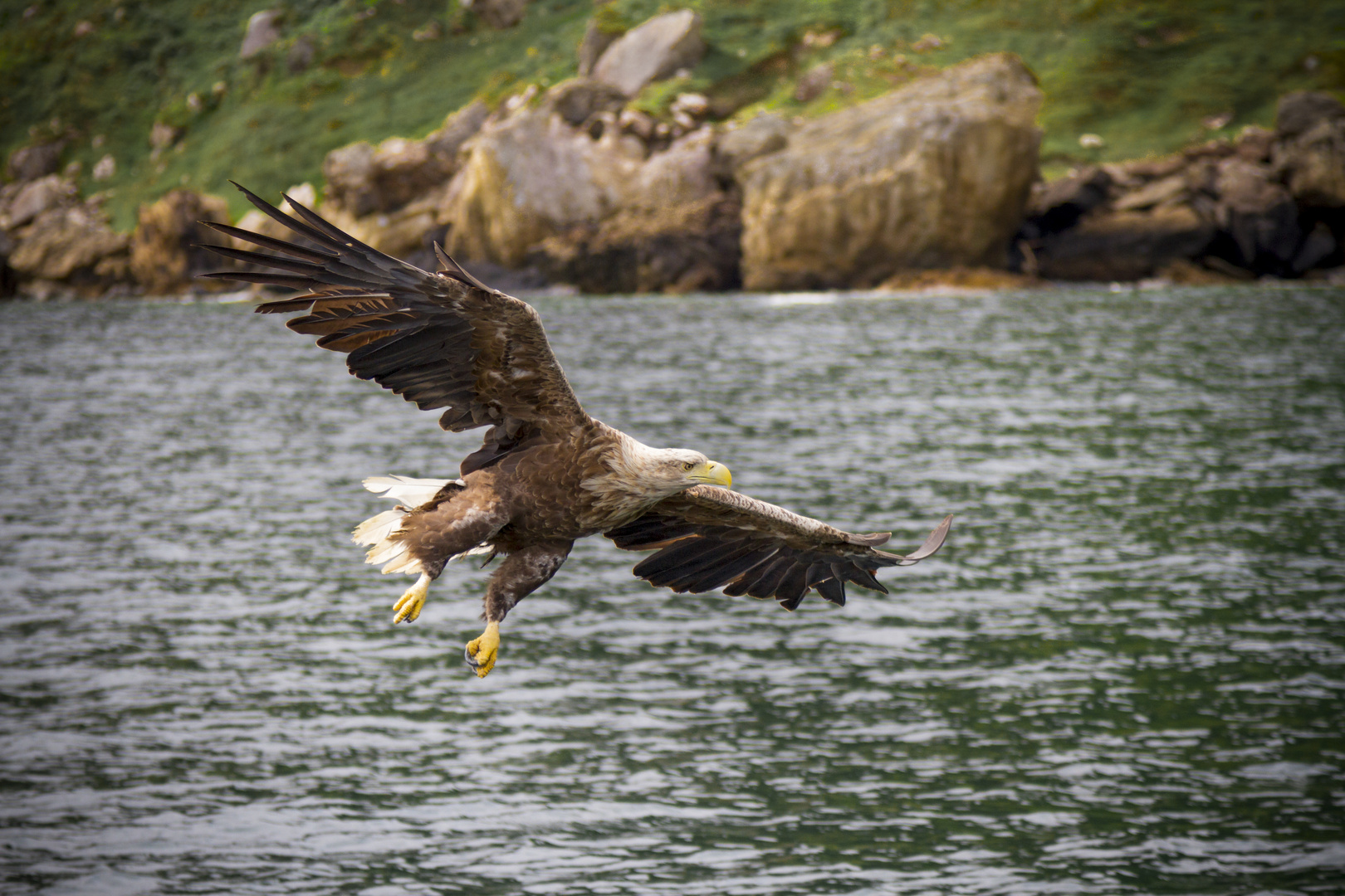 Sea Eagle of Skye
