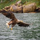 Sea Eagle of Skye