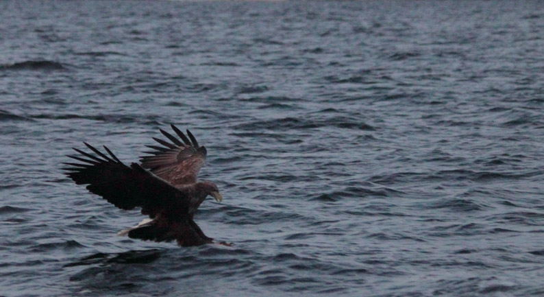 Sea Eagle. Tysfjord, Norway. January 2012
