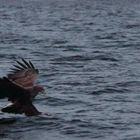 Sea Eagle. Tysfjord, Norway. January 2012