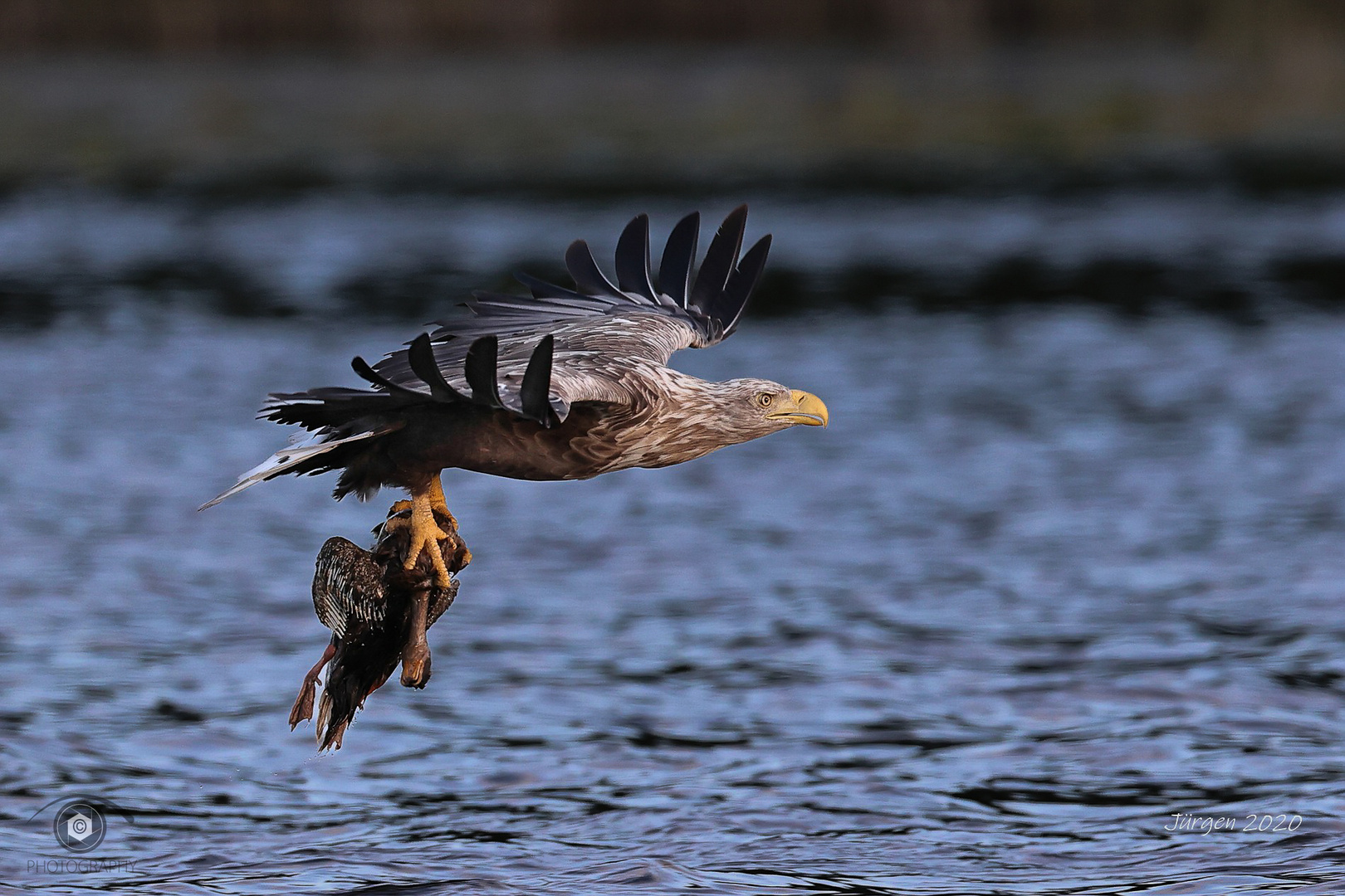 Sea Eagle with Prey