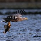 Sea Eagle with Prey