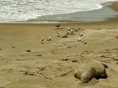 Sea Elephant