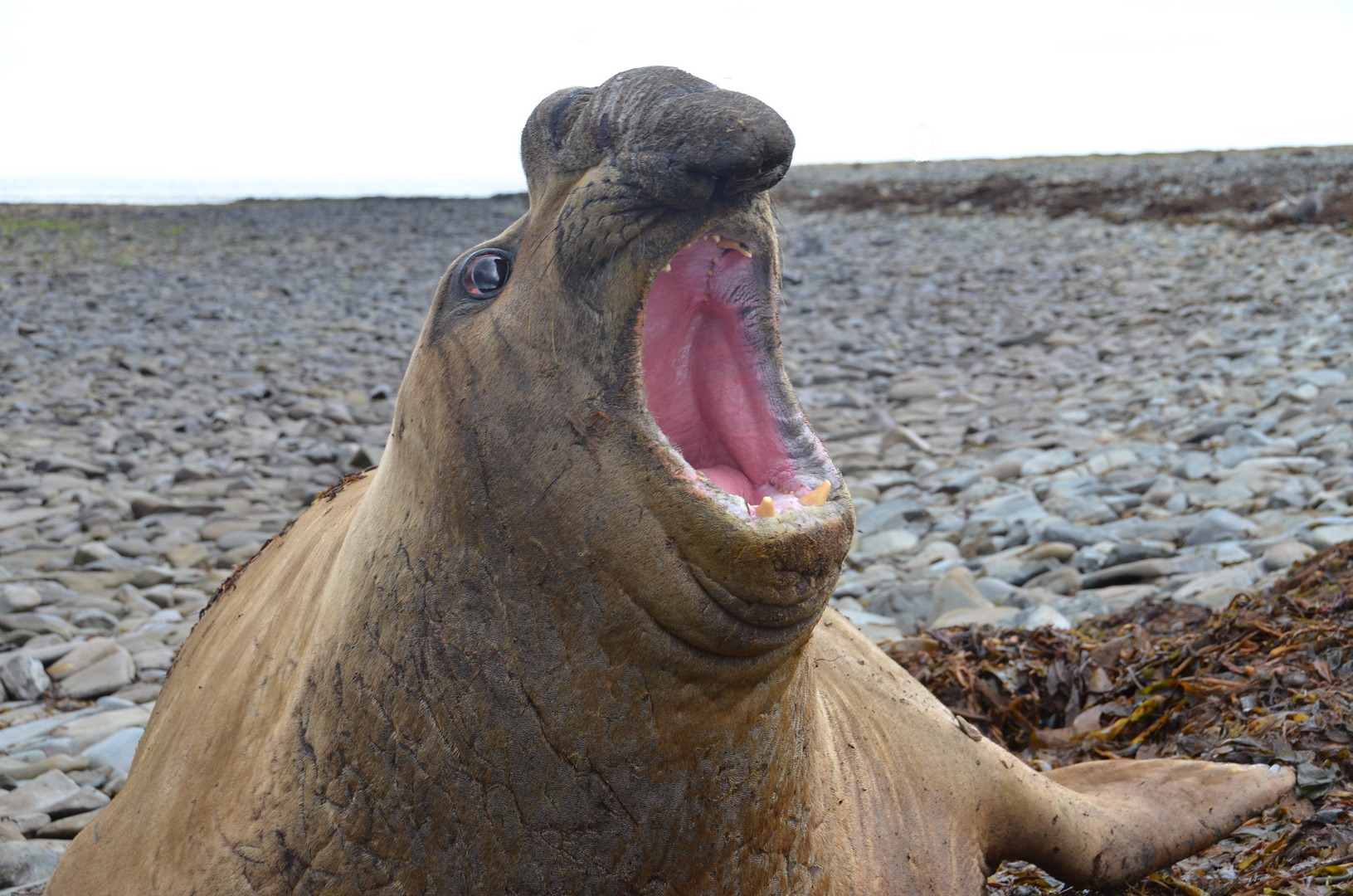 Sea Elephant