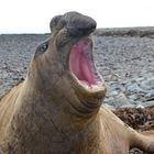 Sea Elephant