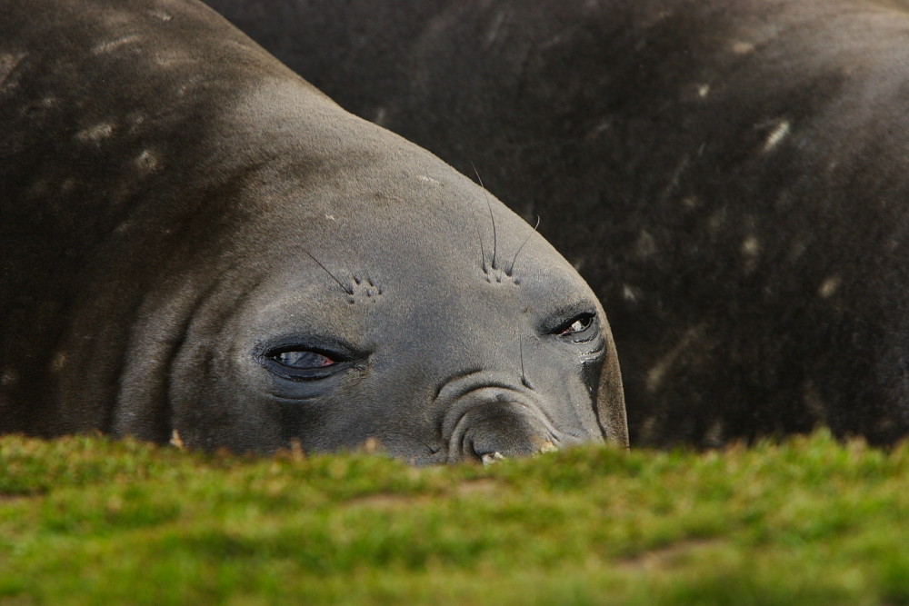 Sea Elephant, Grytviken South Georgia Februar 2009