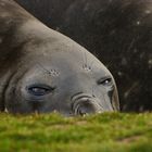 Sea Elephant, Grytviken South Georgia Februar 2009