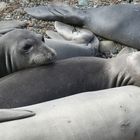 Sea-Elephants am Highway One 1