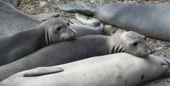 Sea-Elephants am Highway One 1