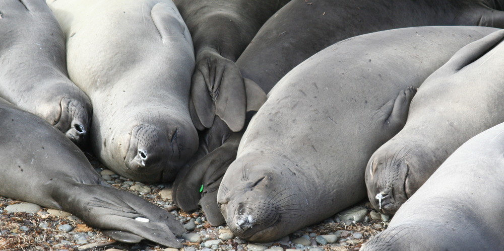 Sea-Elephants am Highway One 2