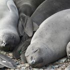 Sea-Elephants am Highway One 2