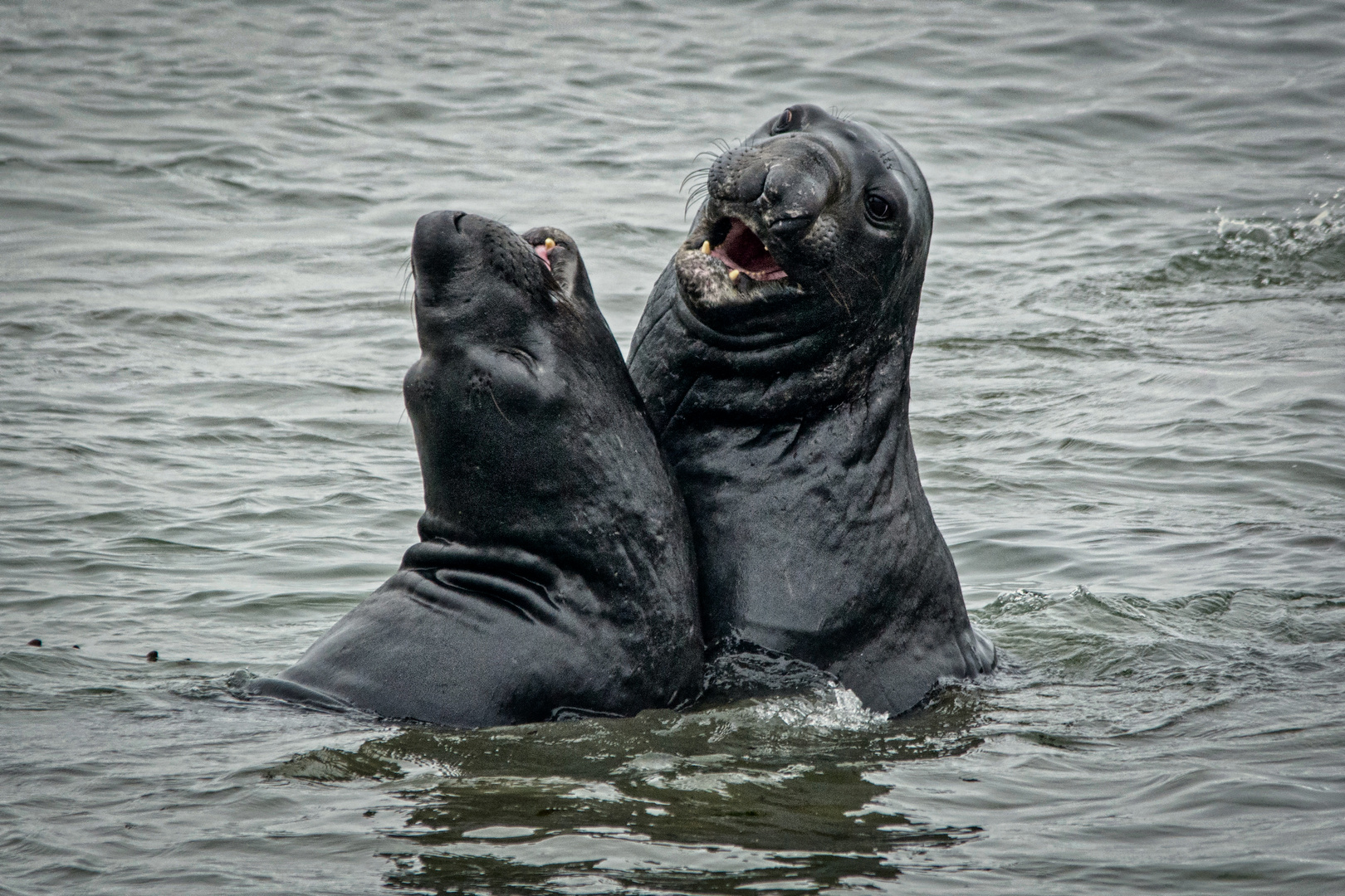 Sea elephants highway 1