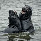 Sea elephants highway 1