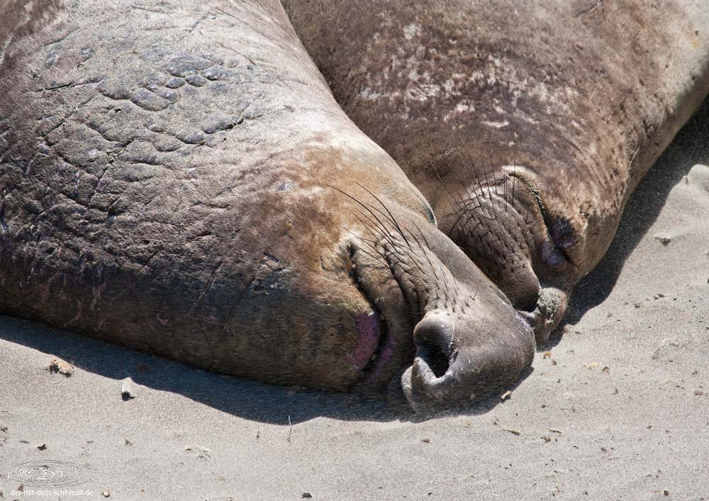 Sea elephants I