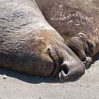 Sea elephants I