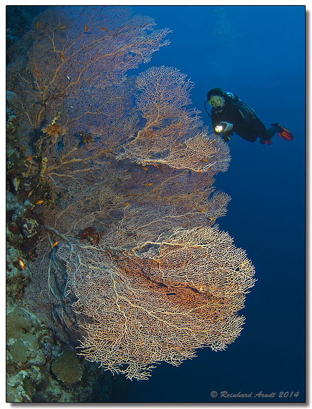 sea fan